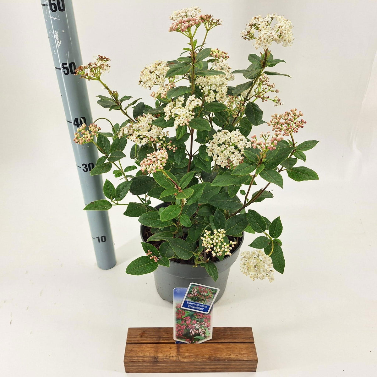 Viburnum tinus Gwenllian 35cm 23cm Pot