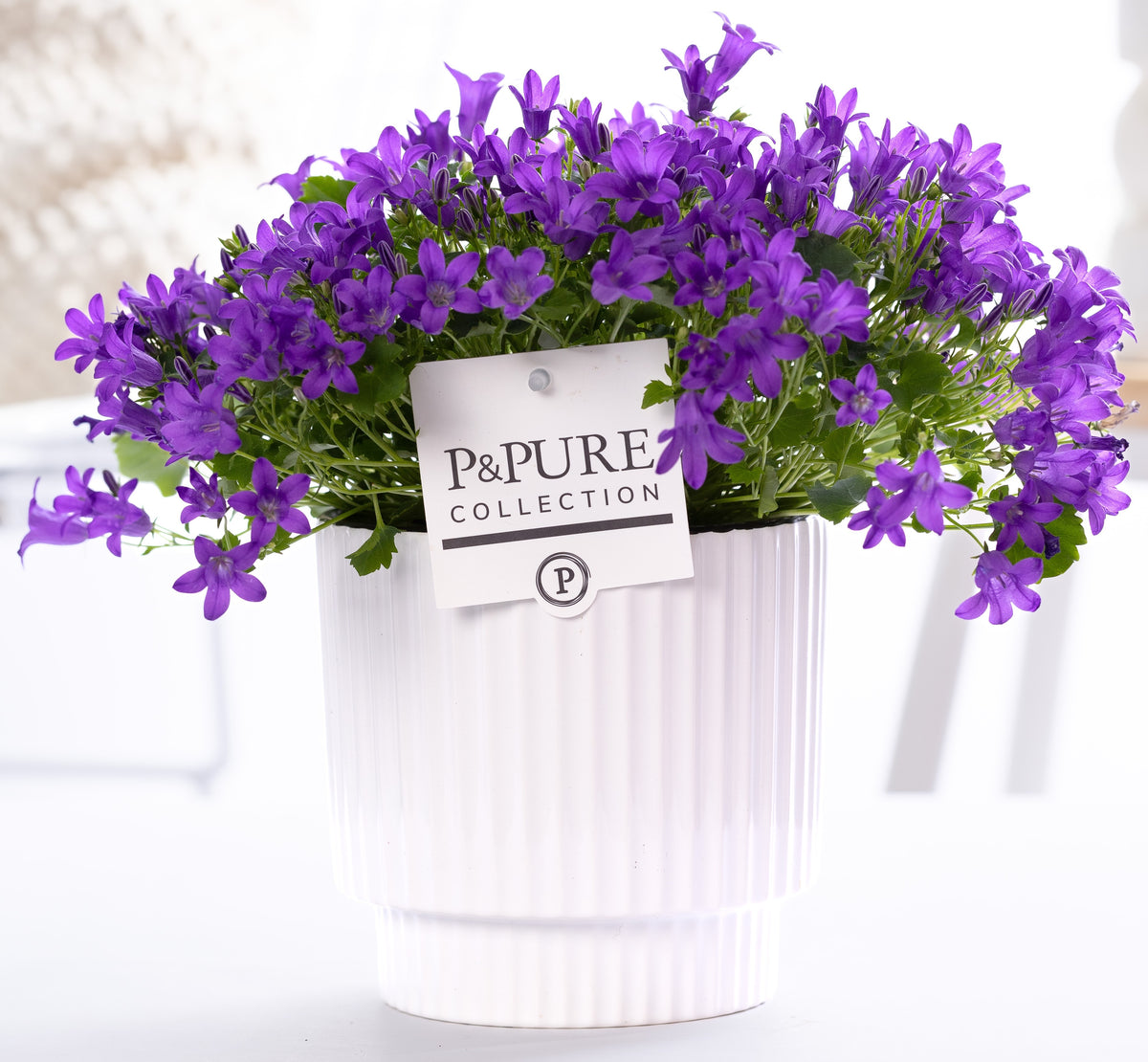 Campanula Porto 22cm 15cm Pot