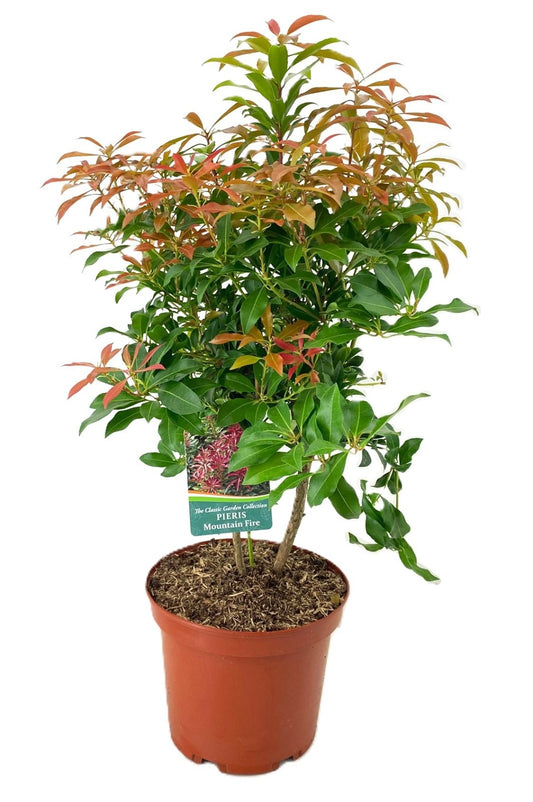 Tetrapanax papyrifer 'Rex' 80cm 24cm Pot