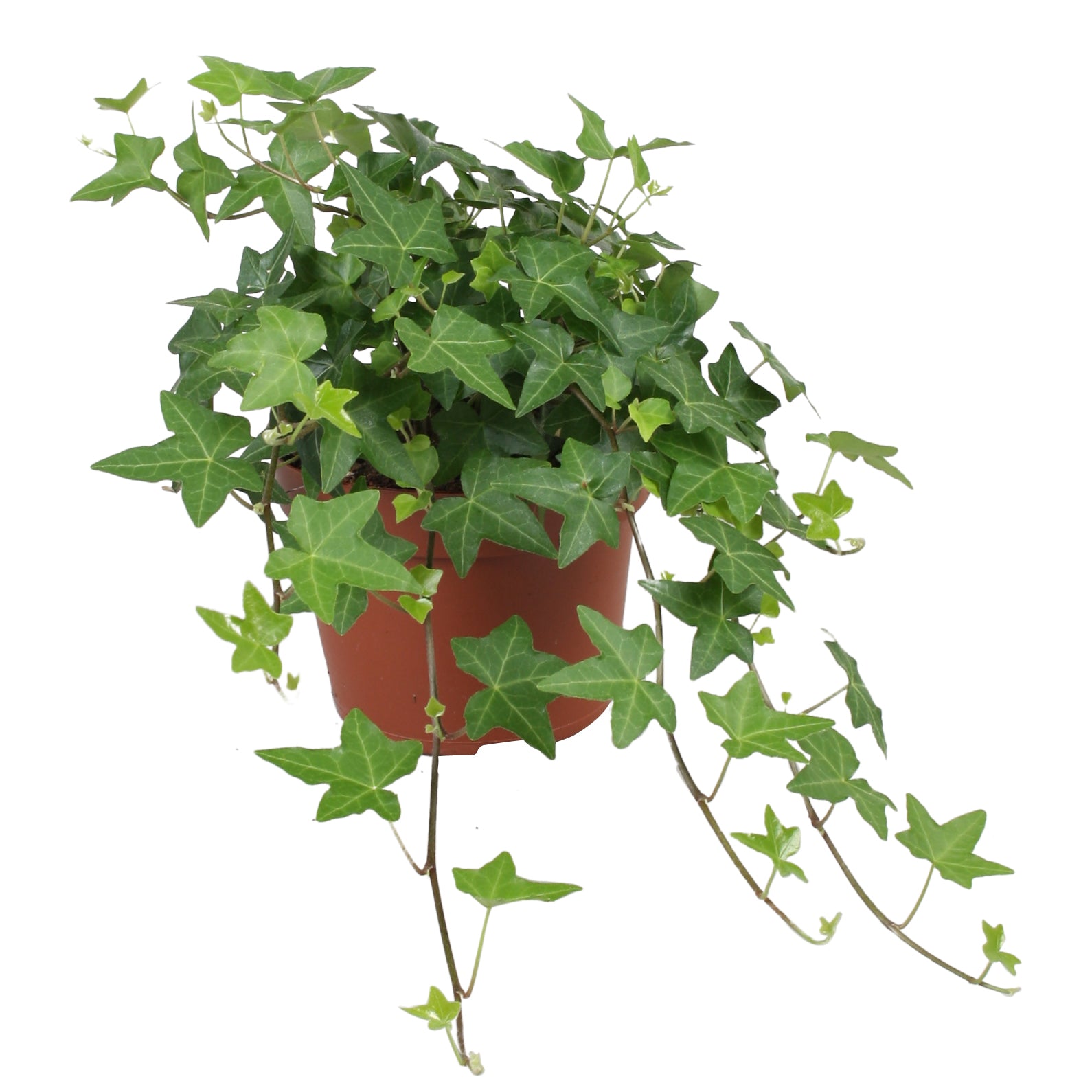 Vireo-Hedera plant BV Hedera helix Pittsburgh Pack of 8