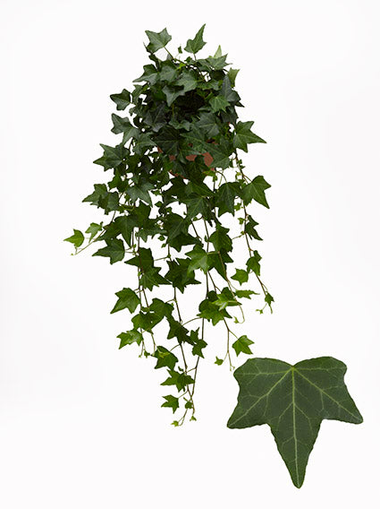 Berg Hedera Hedera helix green Pack of 12