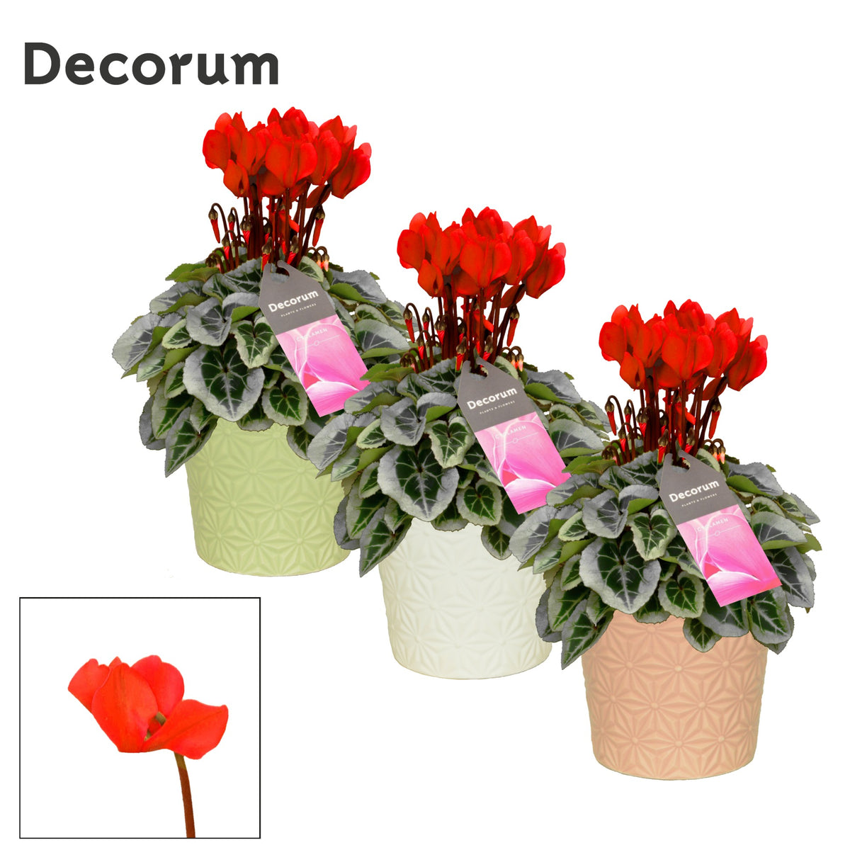 Cyclamen Picasso 30cm 13cm Pot