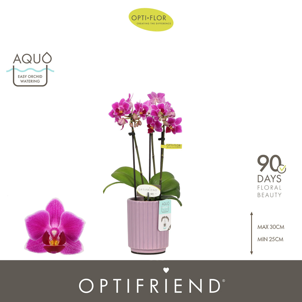 Phalaenopsis Purple 25cm 7cm Pot