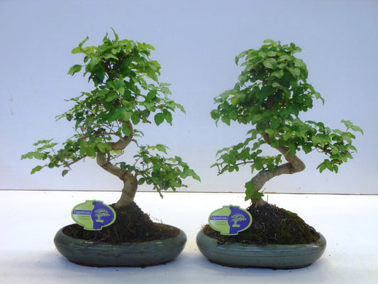 Bonsai Ligustrum 35cm 24cm Pot