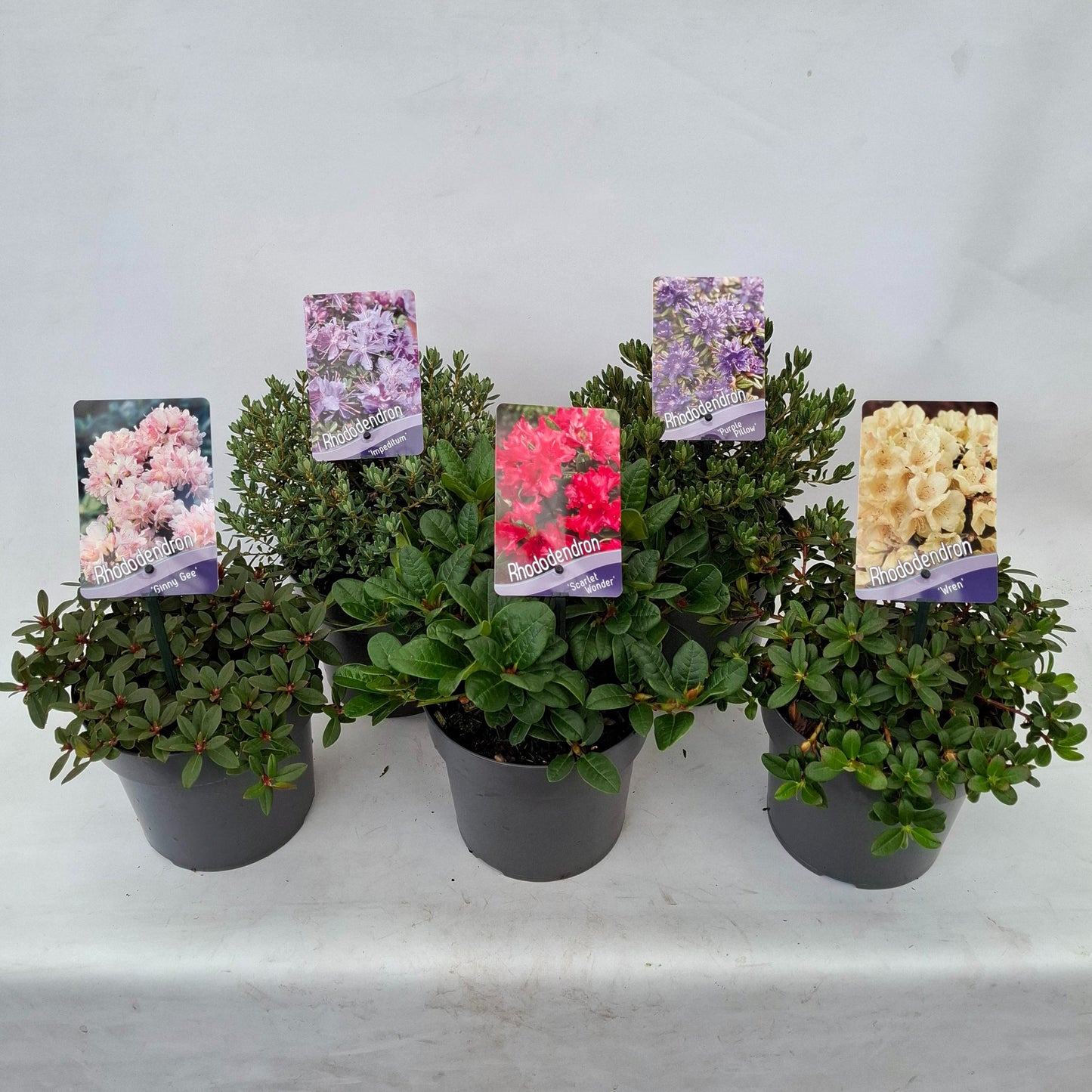 J.C.A.M. van Acht Rhododendron Dwarf varieties Pack of 6