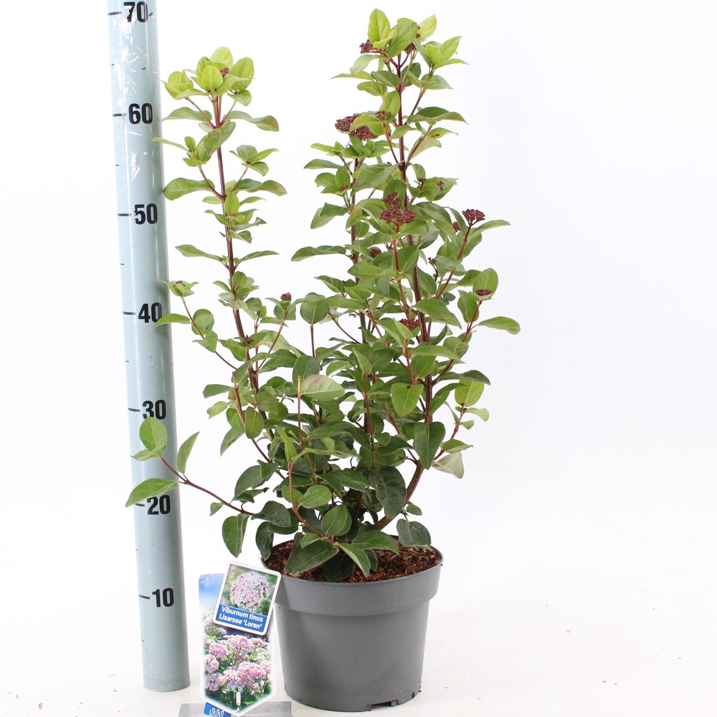 About Plants Zundert BV Viburnum tinus Lisa Rose Pack of 3