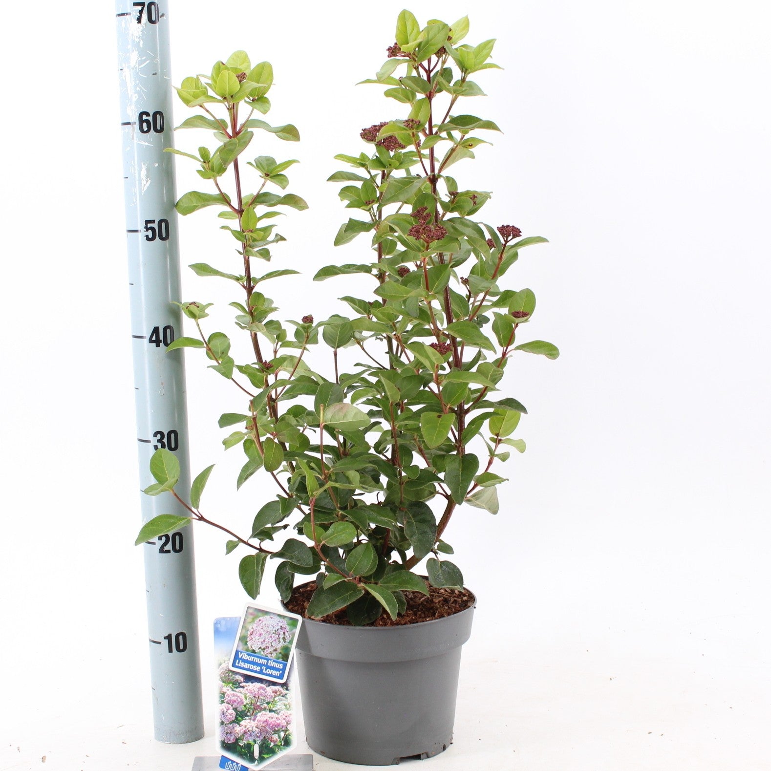 About Plants Zundert BV Viburnum tinus Lisa Rose Pack of 3