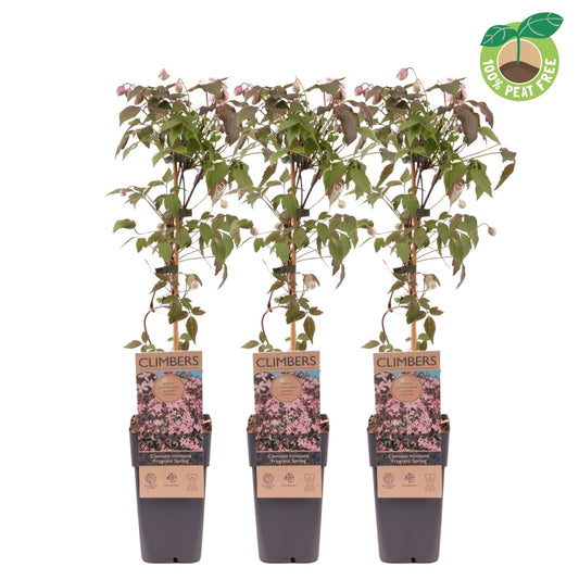 Clematis montana Fragrant Spring 60cm 15cm Pot