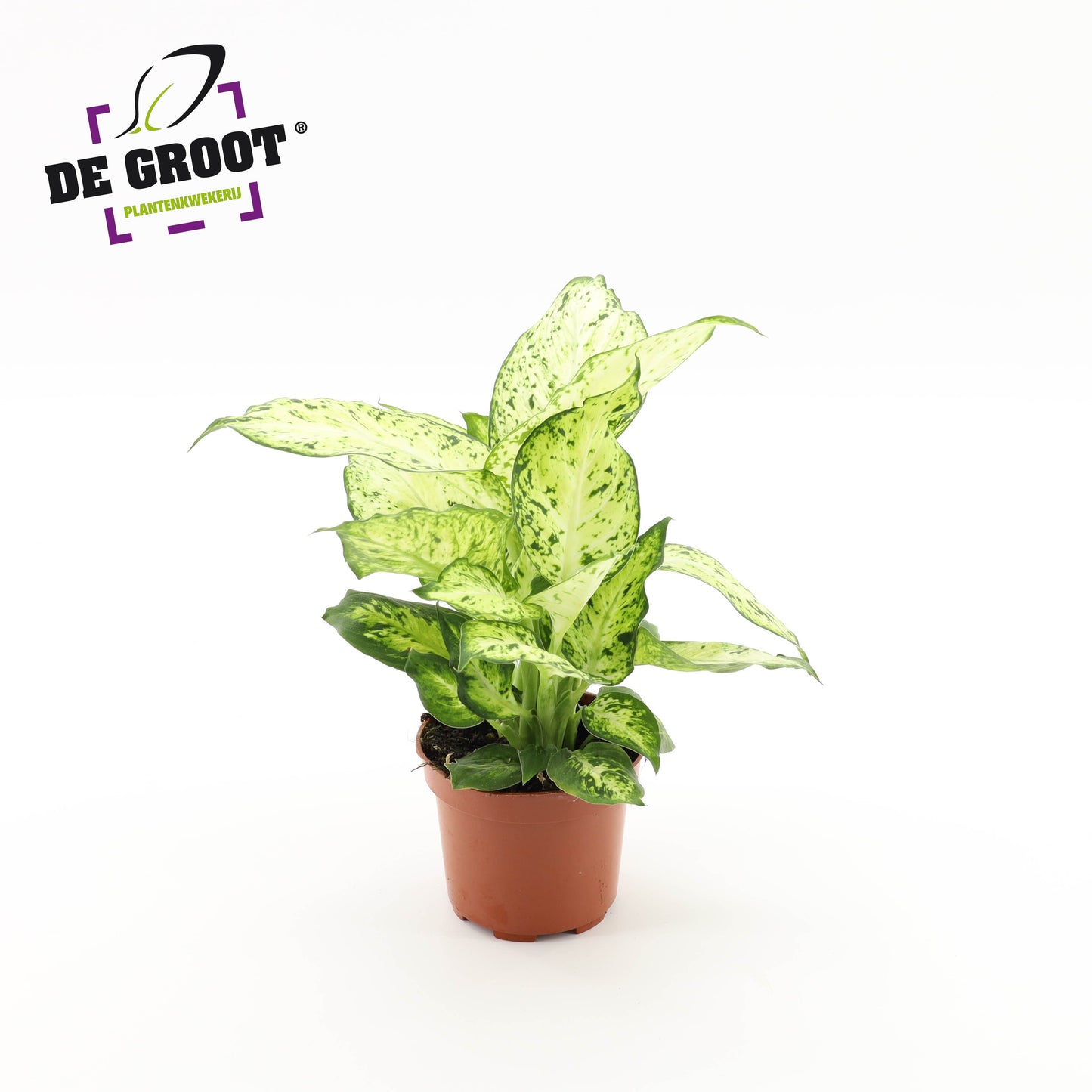 Groot BV, Kwekery J. de Dieffenbachia Amy Pack of 10
