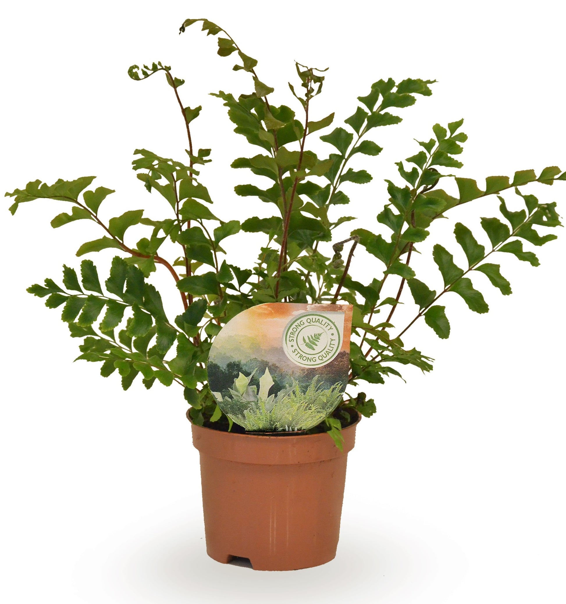Didymochlaena truncatula 15cm 9cm Pot