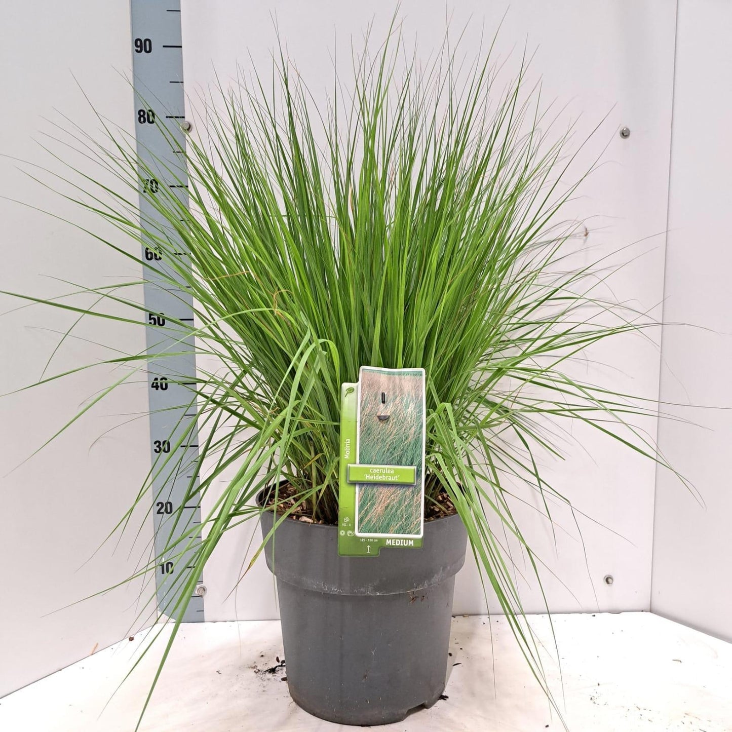 Molinia Heidebraut 85cm 29cm Pot