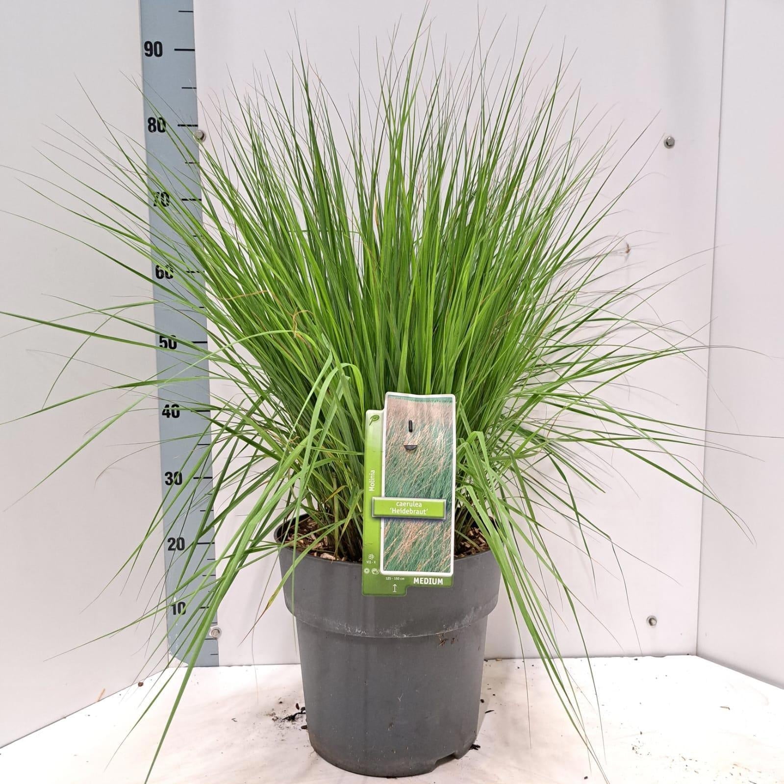 Molinia Heidebraut 85cm 29cm Pot
