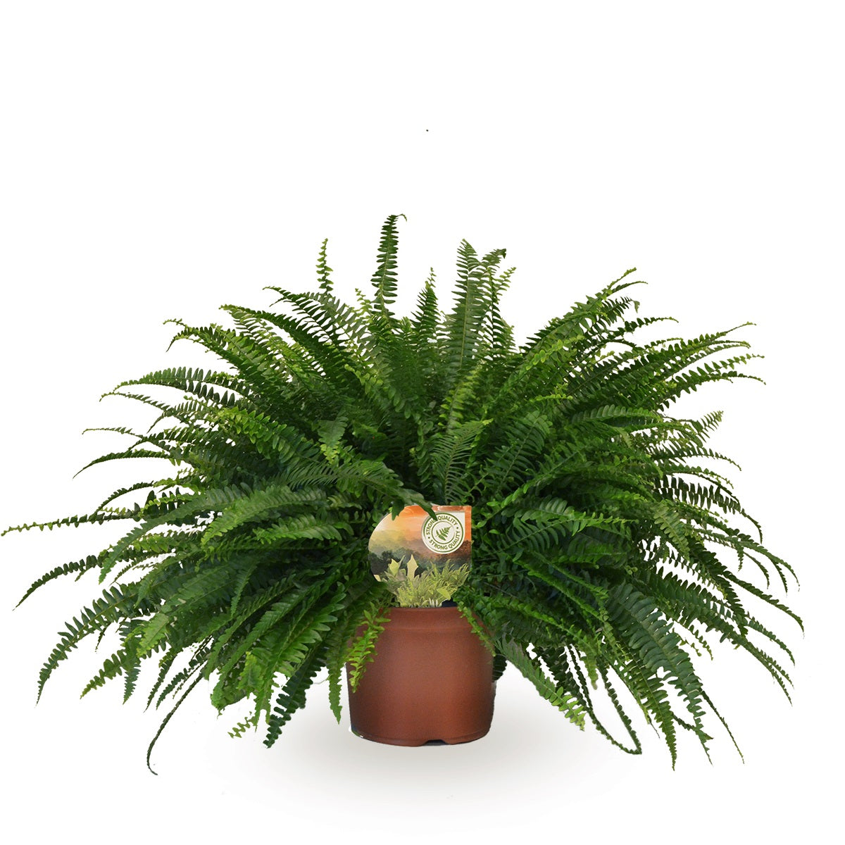 Nephrolepis Green Lady 60cm 19cm Pot