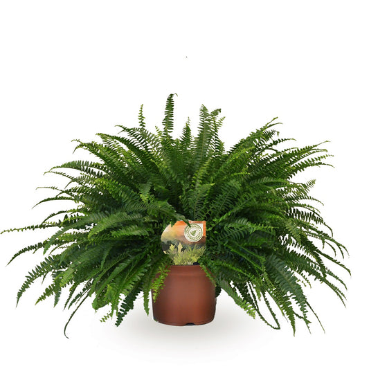 Nephrolepis Green Lady 60cm 19cm Pot