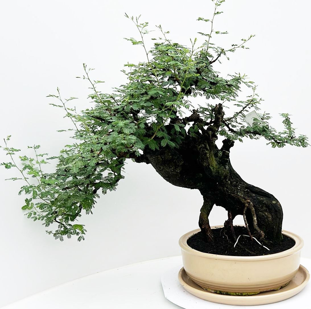 Bonsai Mix 65cm 38cm Pot
