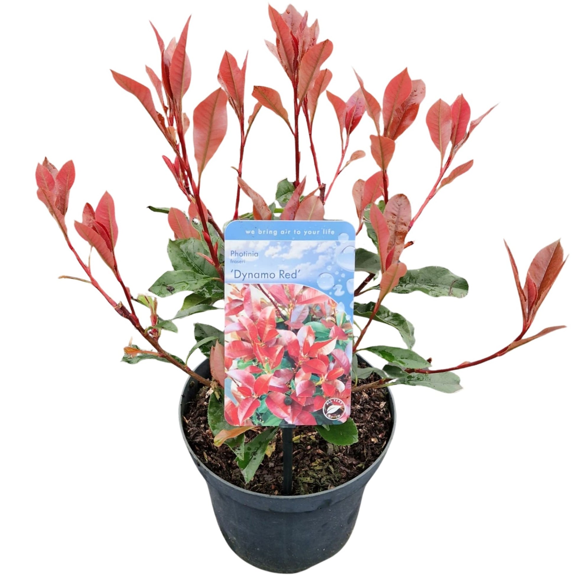 Photinia fra. Dynamo Red 50cm 19cm Pot