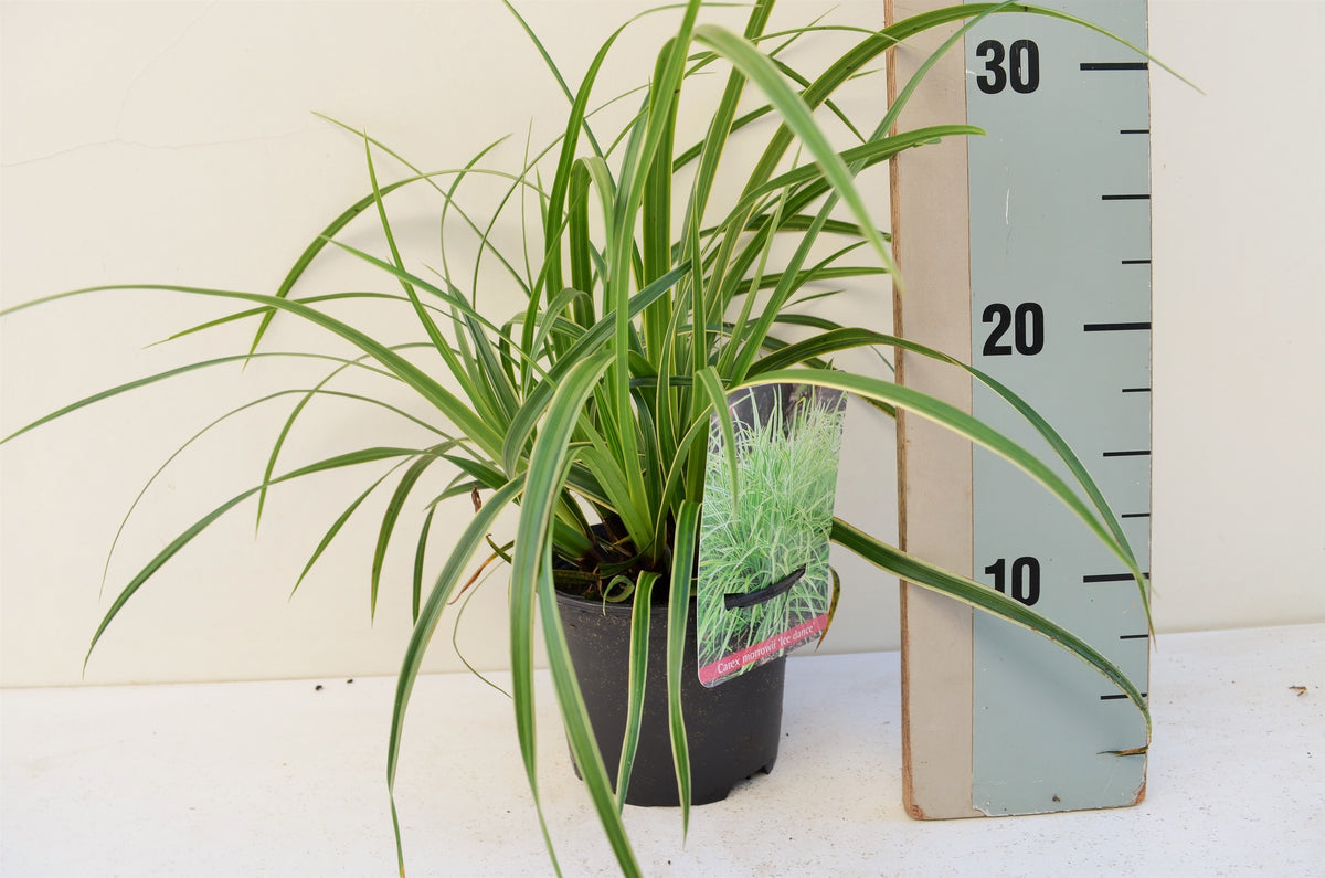 Carex morrowii Ice Dance 20cm 13cm Pot