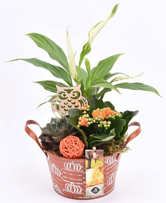 Indoor arrangement 15cm Pot