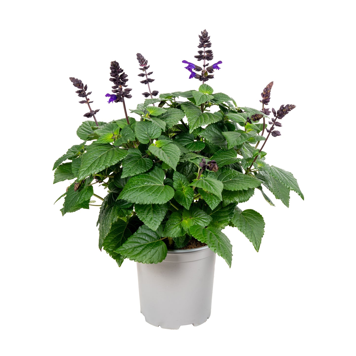 Salvia Salgoon Lake Onega 50cm 19cm Pot