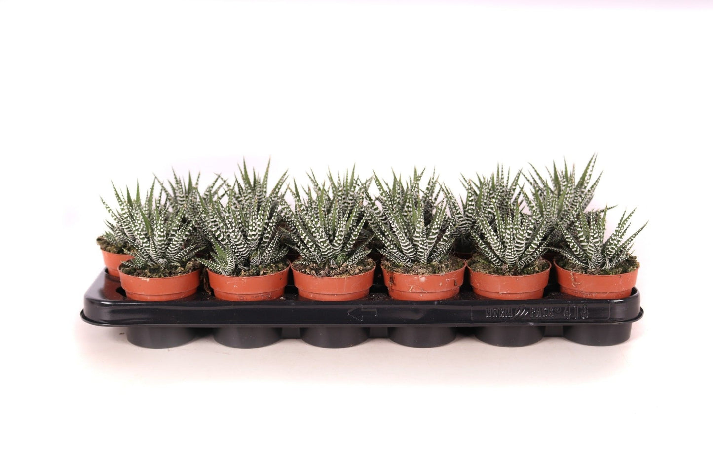 Oriental-Edelcactus Haworthia Big Band Pack of 12