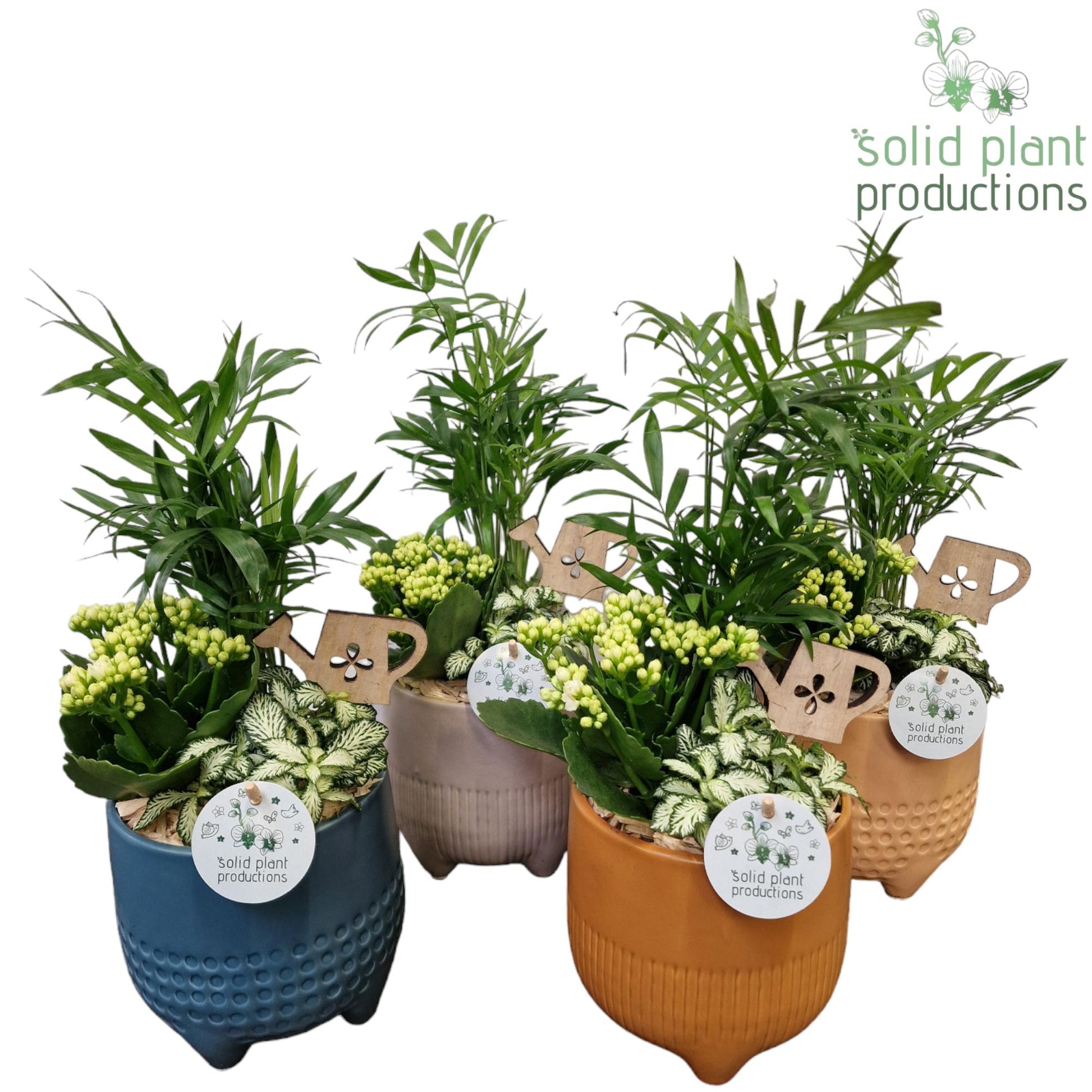 Solid Plant Productions CH025 Liam Pot Pack of 4