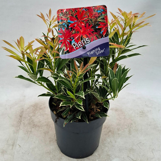 Pieris japonica Flaming Silver 15cm 13cm Pot