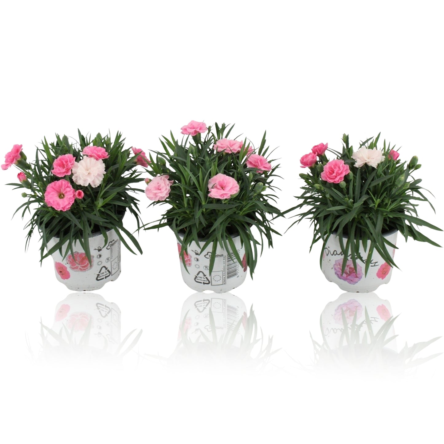 Dianthus I Love U 20cm 12cm Pot
