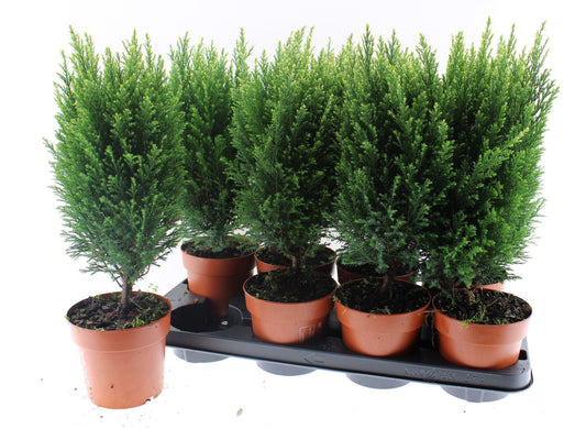 Chamaecyparis Snow White 40cm 13cm Pot