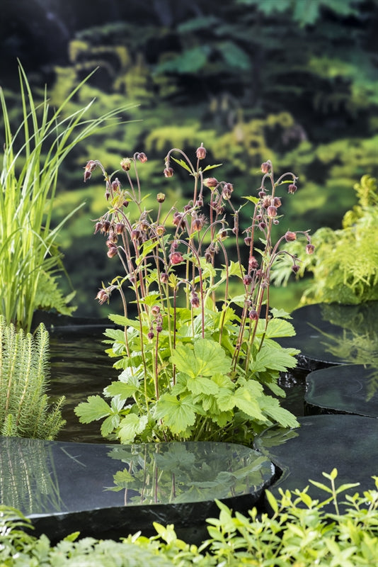 Waterplkw R. Moerings Geum rivale Pack of 6