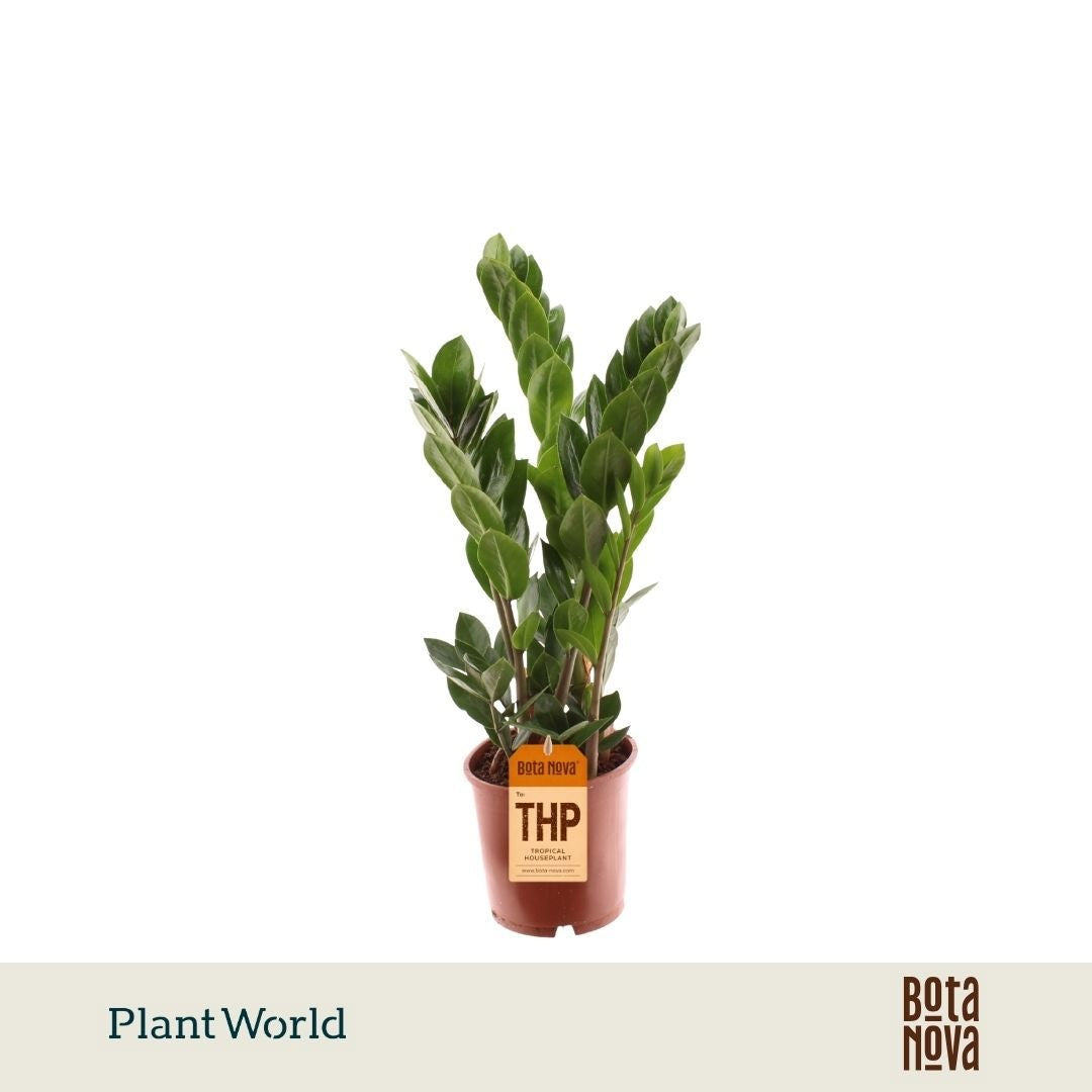 Zamioculcas zamiifolia 55cm 14cm Pot