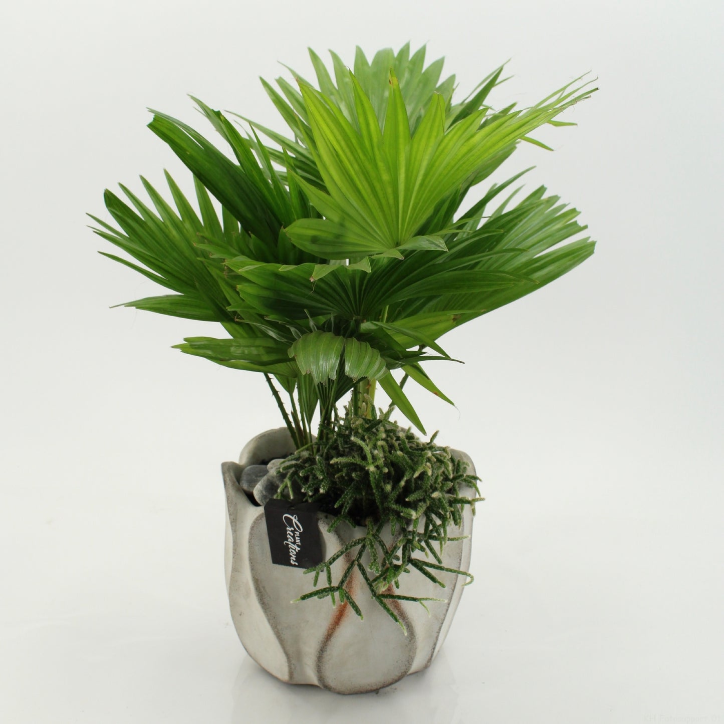 GRCR-2657 Green Essentials 50cm 20cm Pot