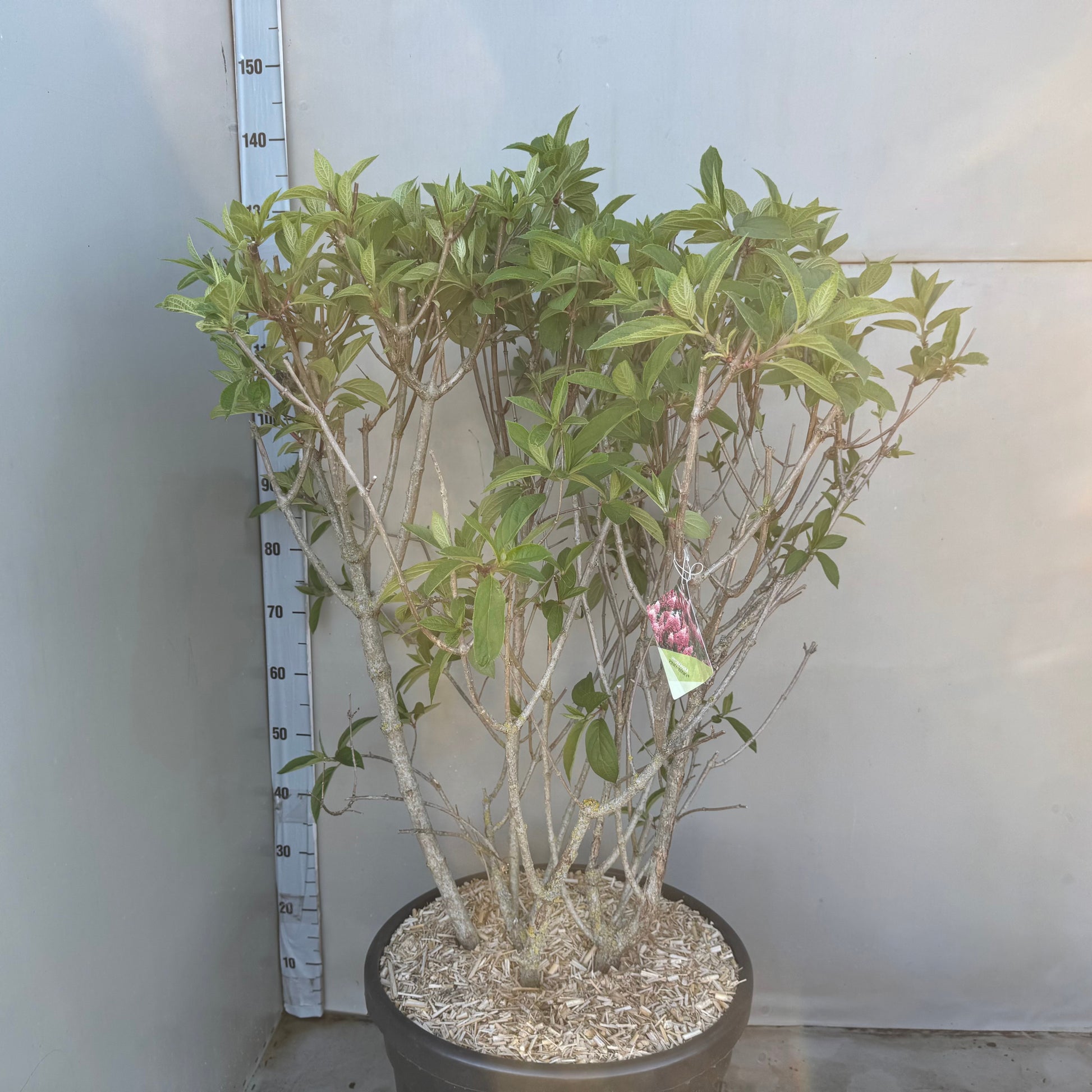 Hydrangea paniculata 150cm 45cm Pot