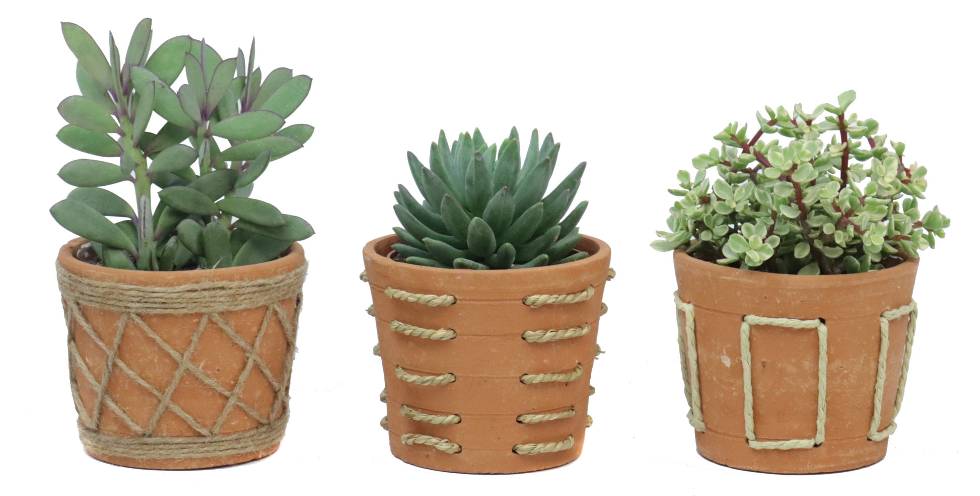 Succulent mix 20cm 14cm Pot