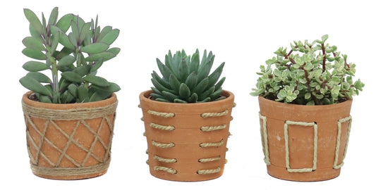 Succulent mix 20cm 14cm Pot