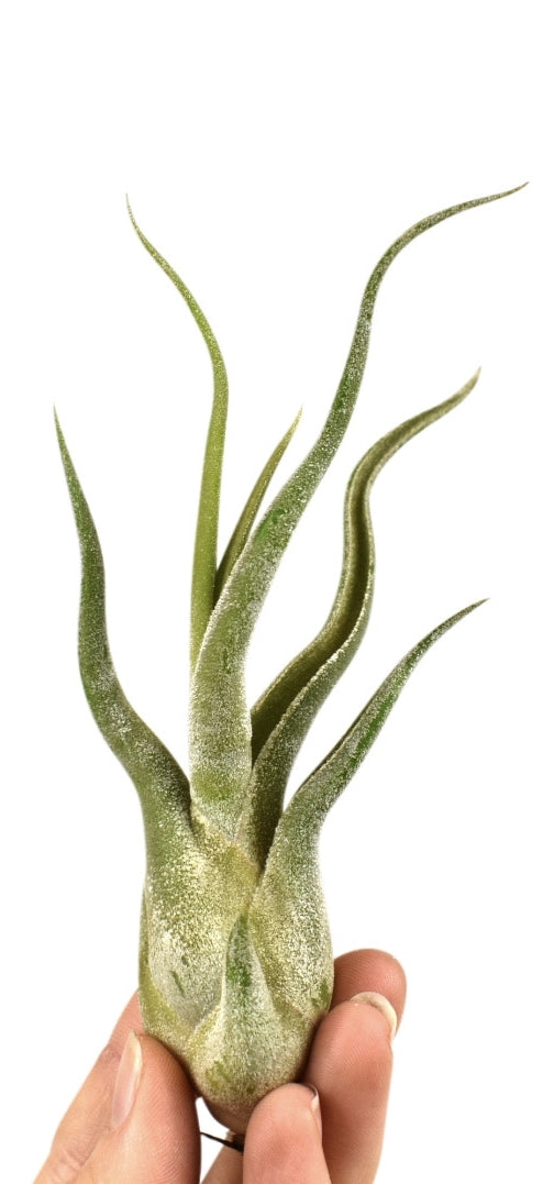Tillandsia caput medusa 8cm 8cm Pot