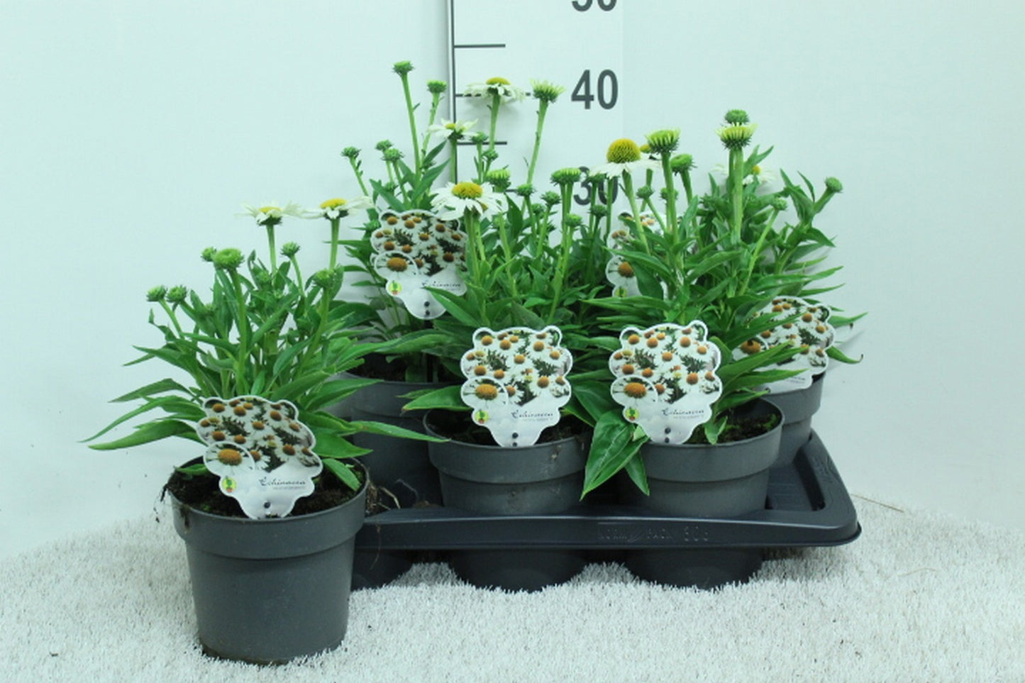 Echinacea pur. White Meditation 45cm 17cm Pot