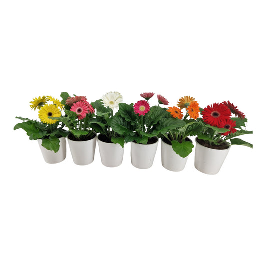 Gerbera mix 22cm 12cm Pot