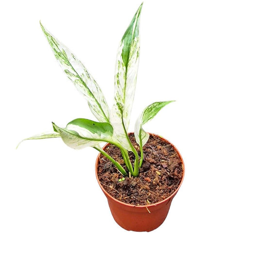 Spathiphyllum Sensation 15cm 9cm Pot