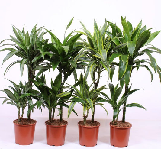 Dracaena fragrans mix 110cm 19cm Pot