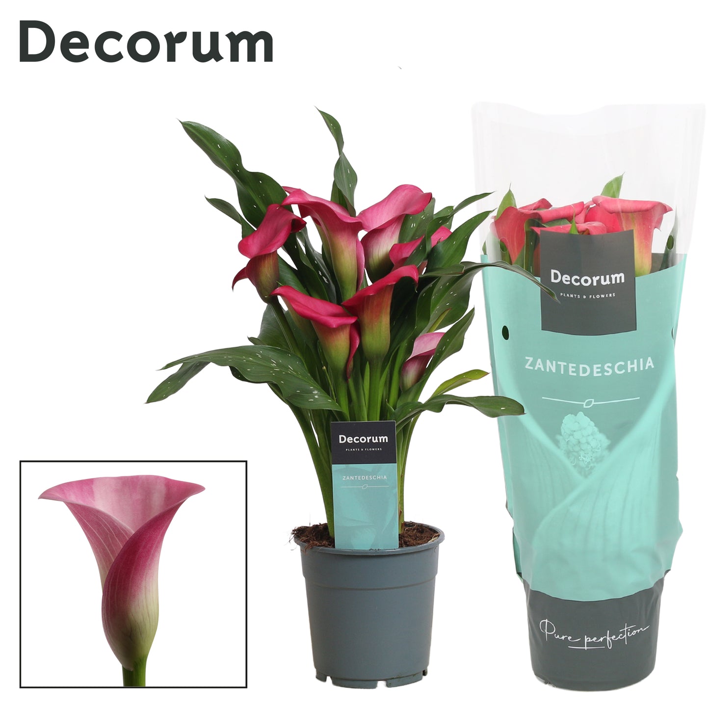 Zantedeschia pink 35cm 12cm Pot