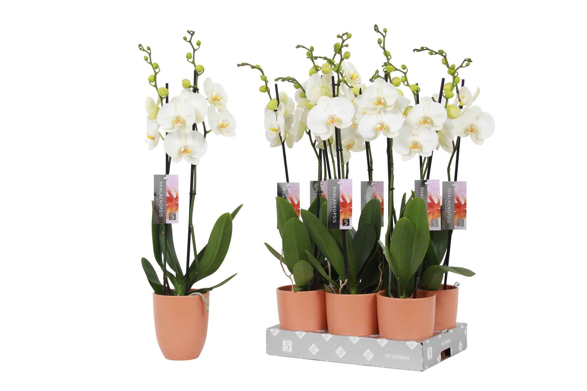 Phalaenopsis white (+ drp.ceramic) 60cm 12cm Pot