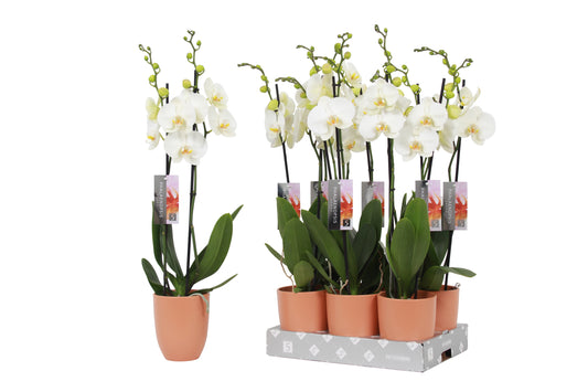 Phalaenopsis white (+ drp.ceramic) 60cm 12cm Pot