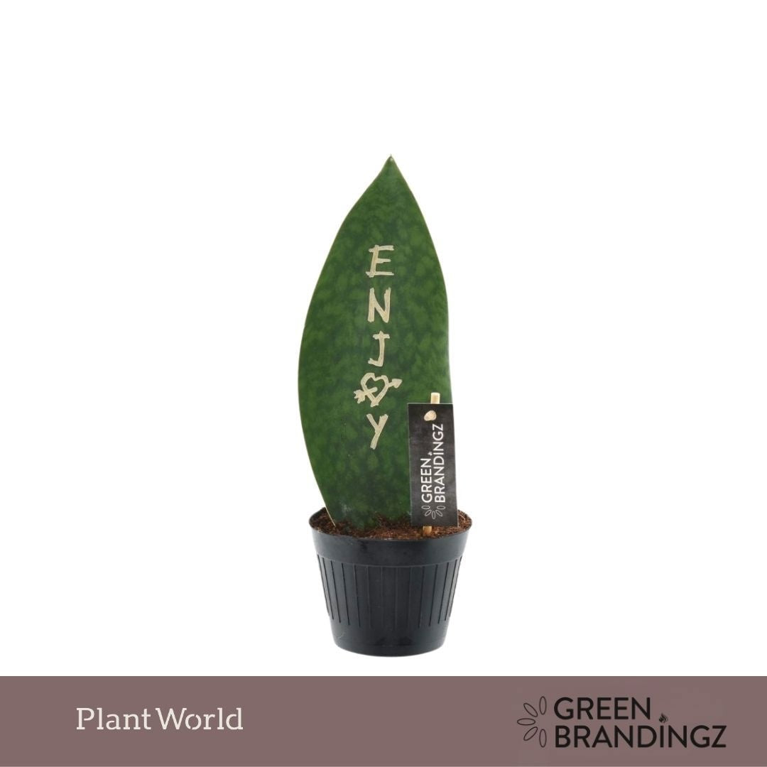 Sansevieria Green Brandingz Enjoy 35cm 10.5cm Pot