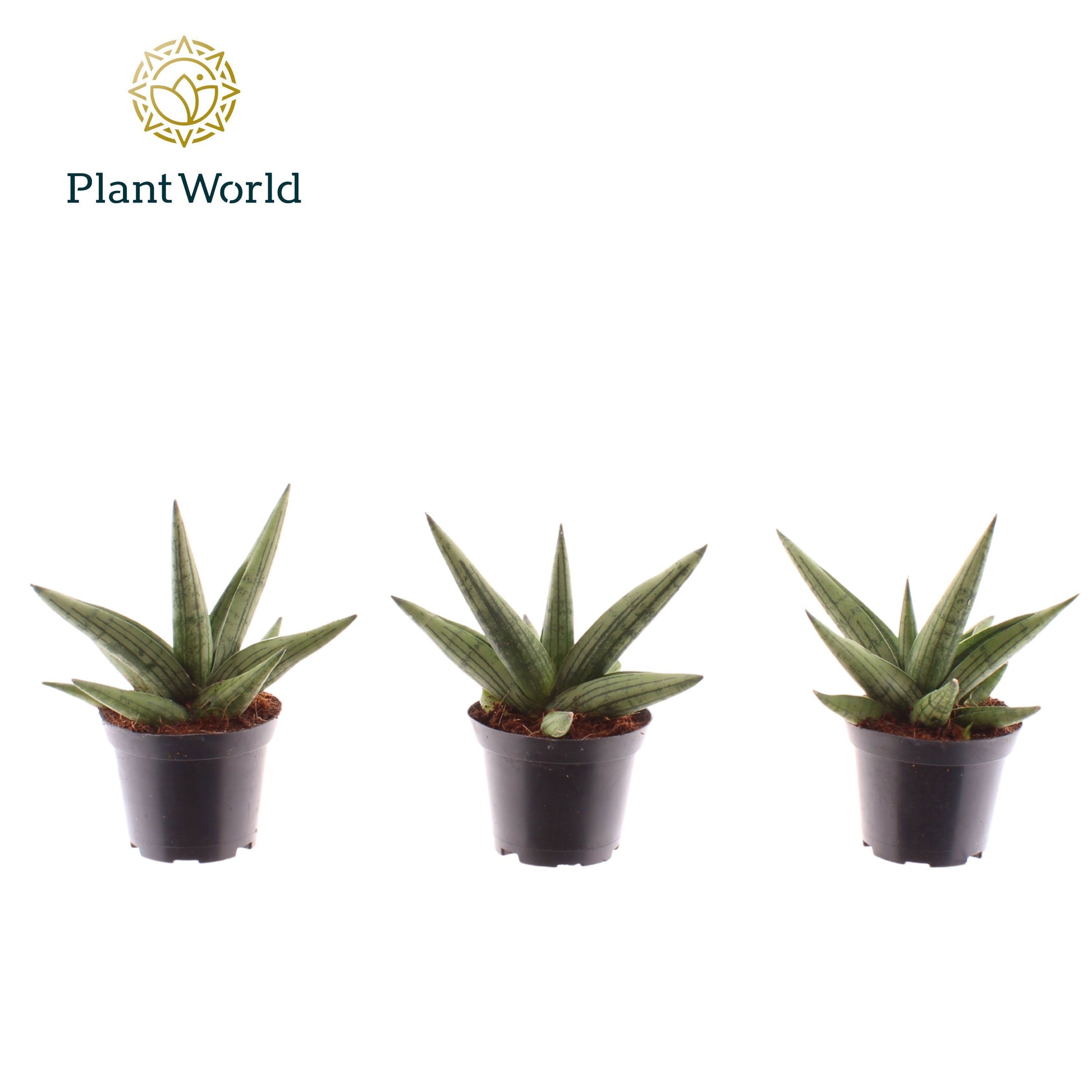 Sansevieria cylindrica 20cm 7cm Pot