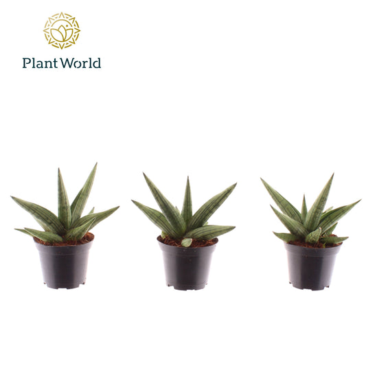 Sansevieria cylindrica 20cm 7cm Pot
