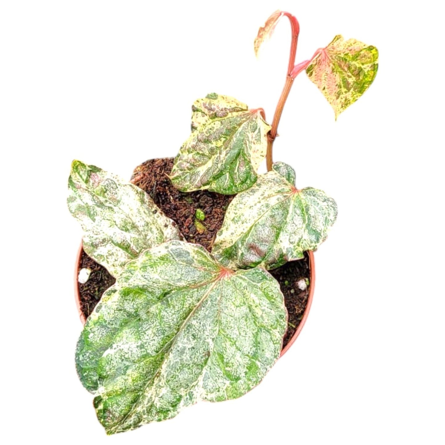 Piper sylvaticum 15cm 7cm Pot