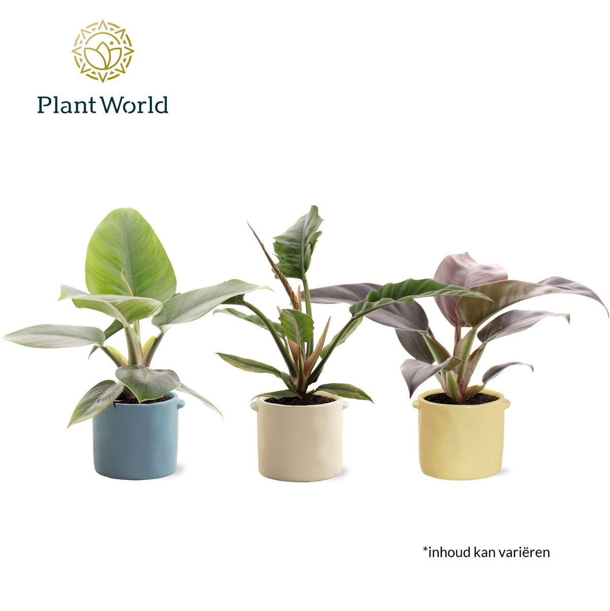 Philodendron scandens 45cm 14cm Pot