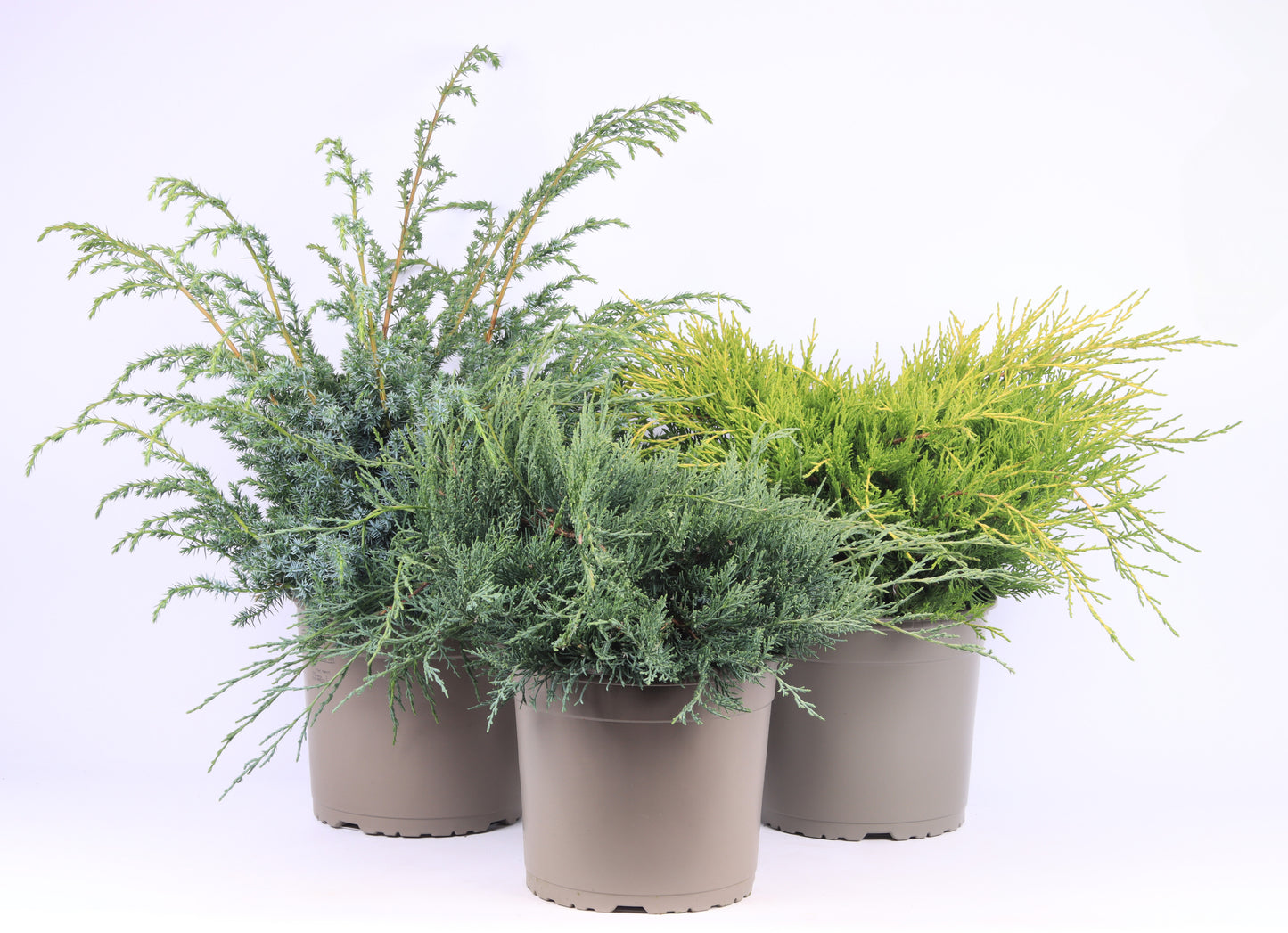 Juniperus mix 40cm 23cm Pot