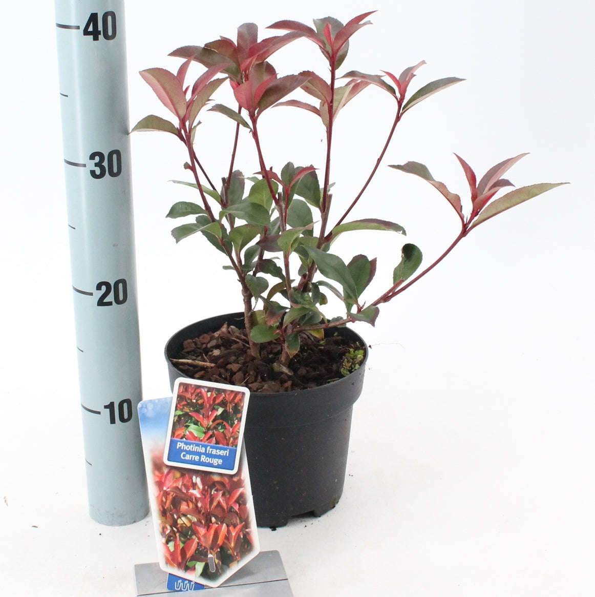 About Plants Zundert BV Photinia Carre Rouge Pack of 1