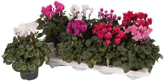 Cyclamen Carino mix 25cm 10.5cm Pot